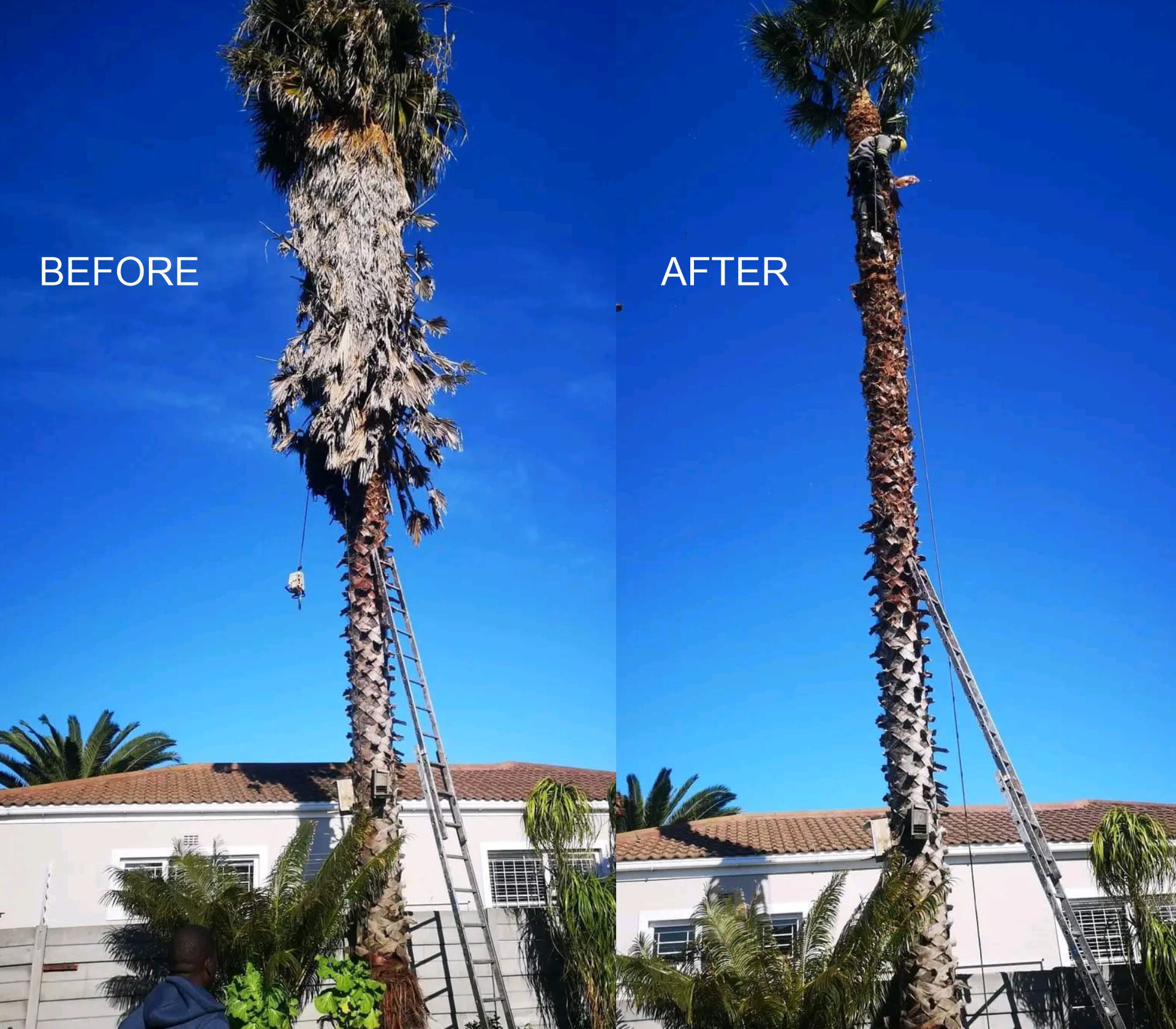 Palm and tree removal