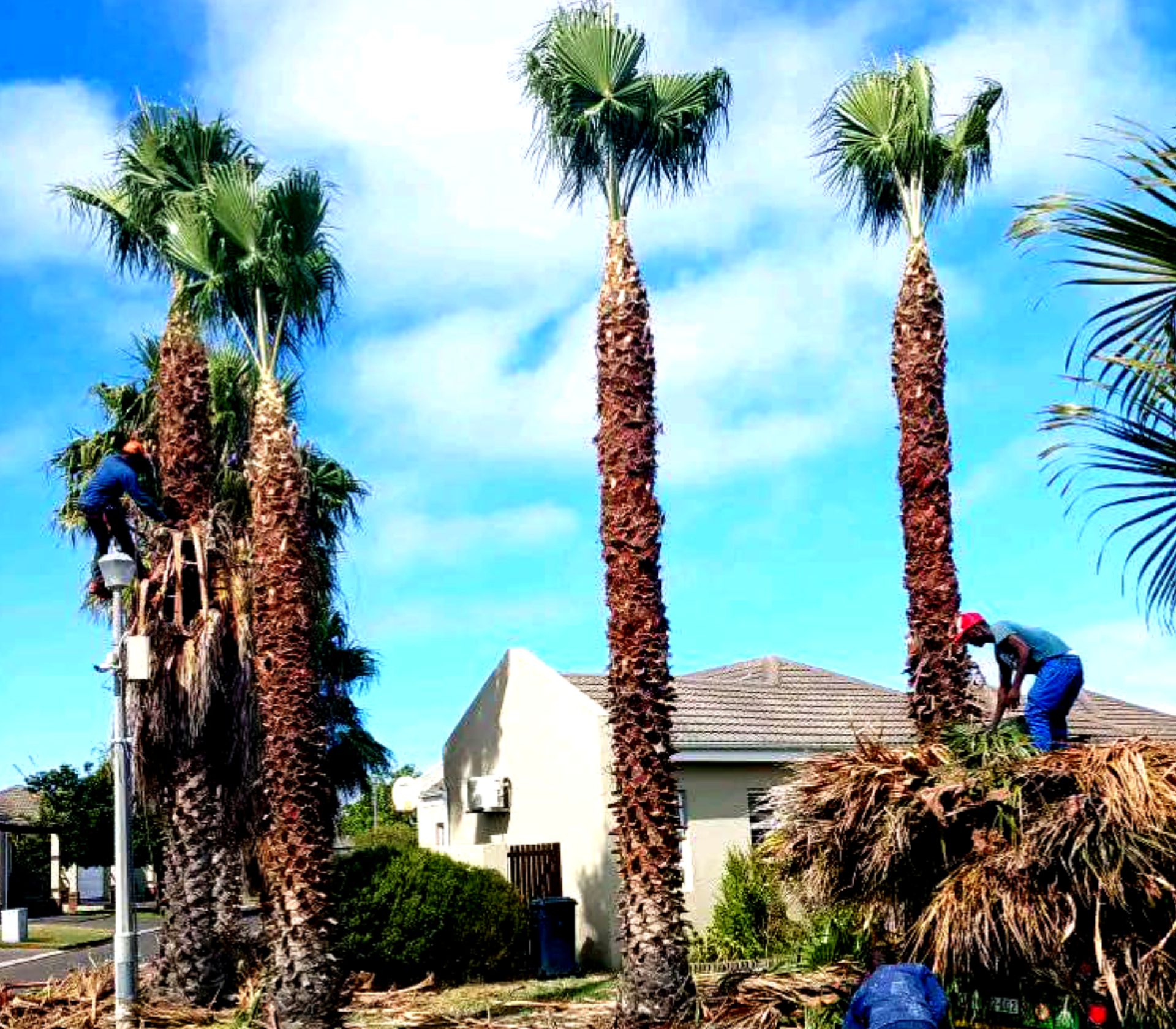 Palm trimming