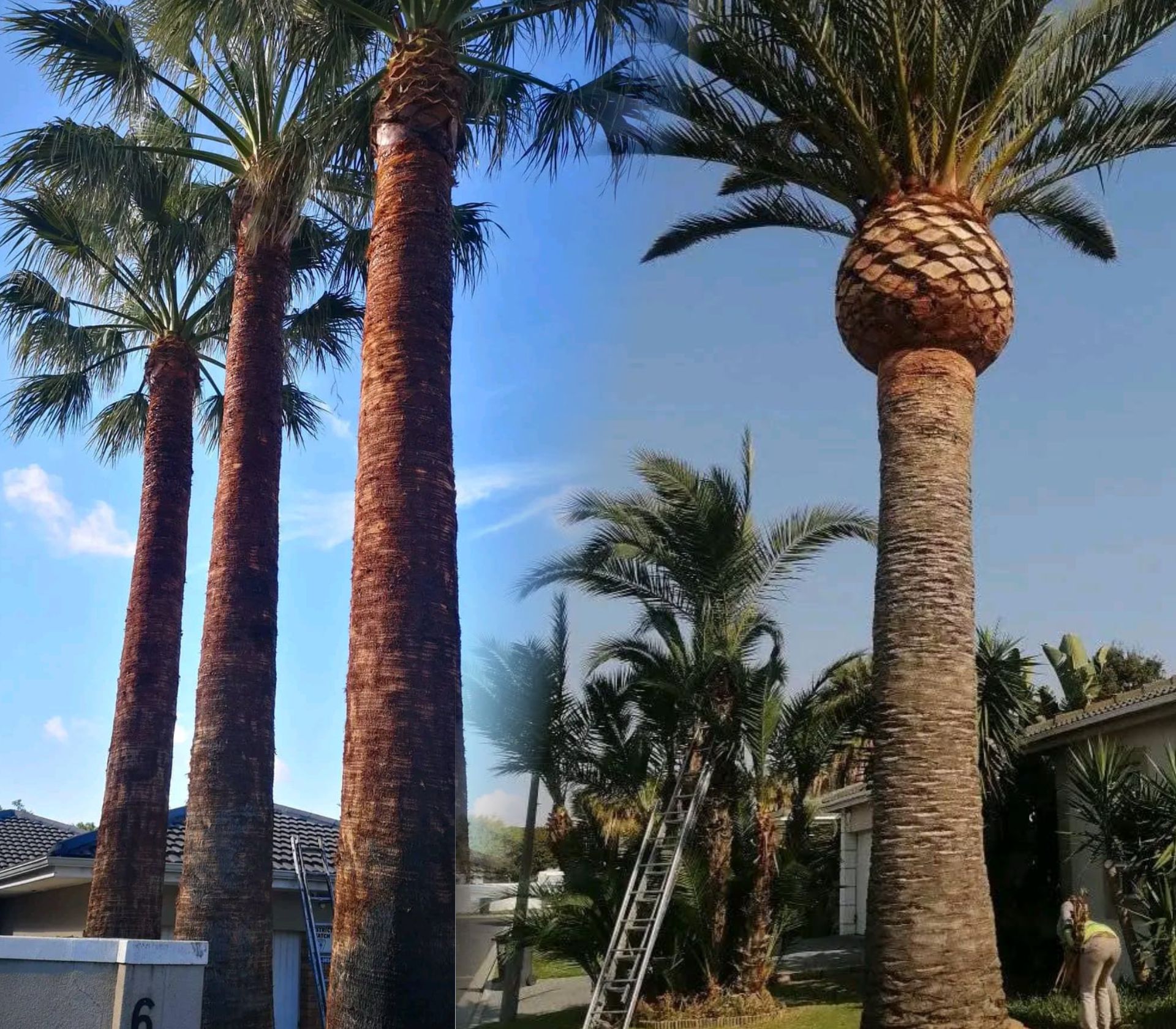 palm shaving